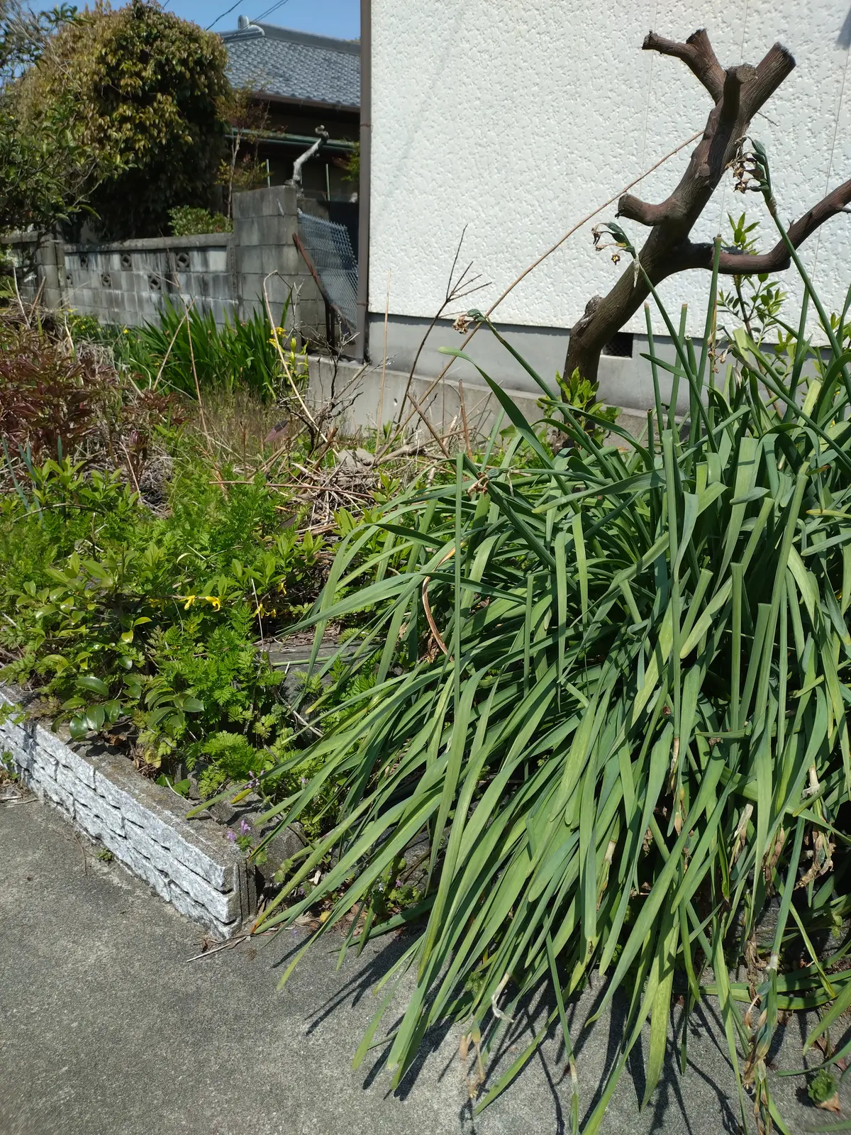 手入れ前の庭、伸びた植栽