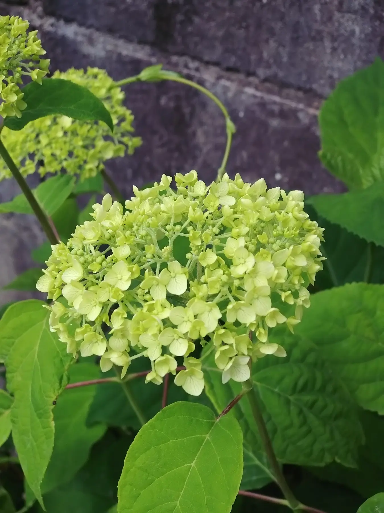 庭に咲く花