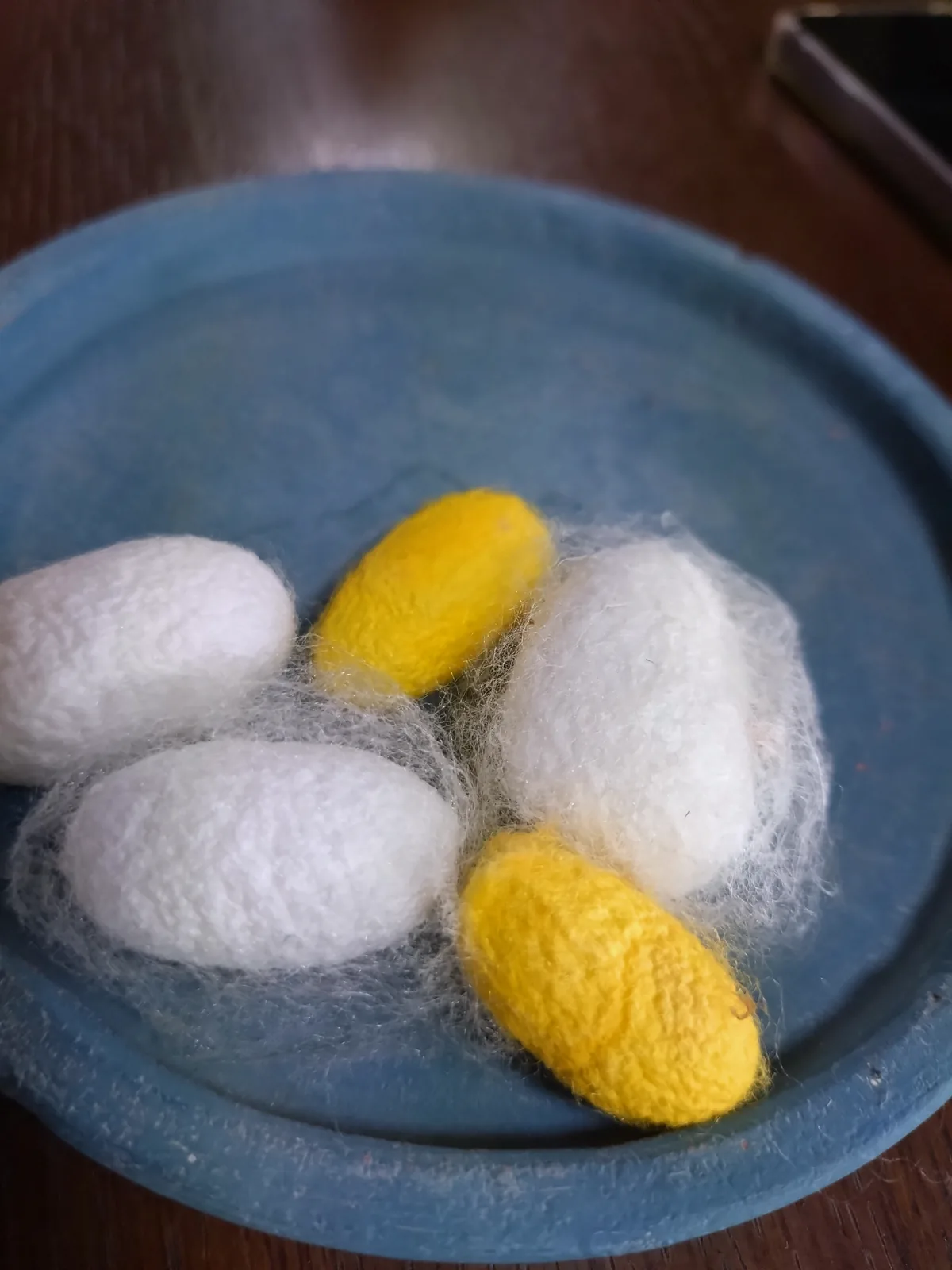 青い陶器の鉢に入った、白と黄色の繭